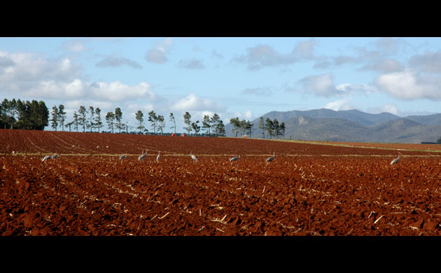 Cranes in a field