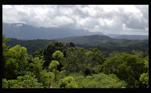 The view from Rose Gums