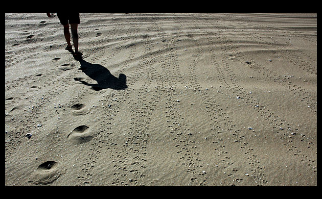 Turtle tracks