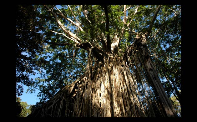 The curtain fig tree
