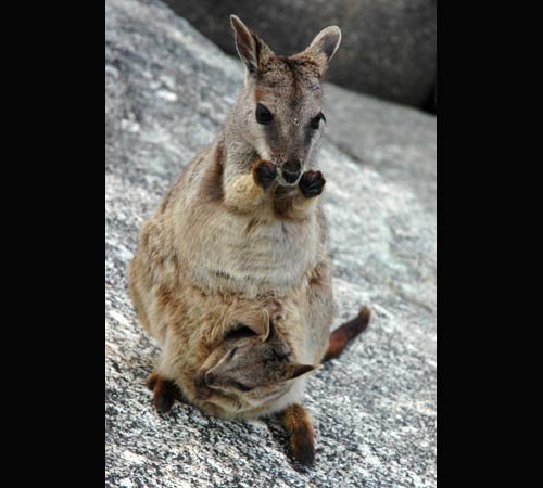 Wallaby