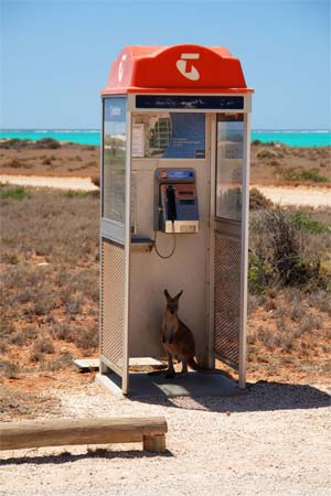 Wallaby in a phone booth