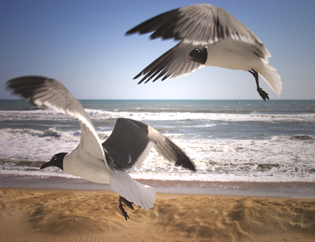 Outer Banks of North Carolina beach