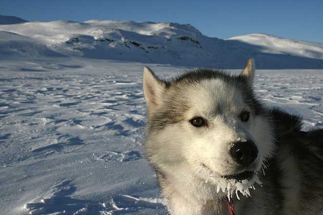 Husky with frosty whiskers 