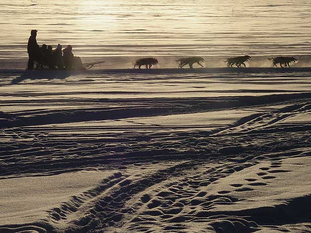 Husky dogs, Jukkasjärvi, northern Sweden