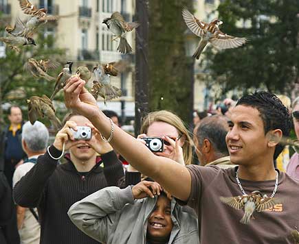 Bird feeding, Paris, France