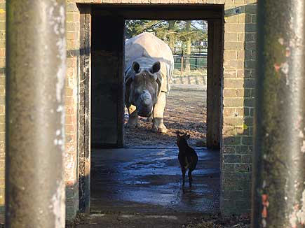 Whipsnade zoo, Bedfordshire