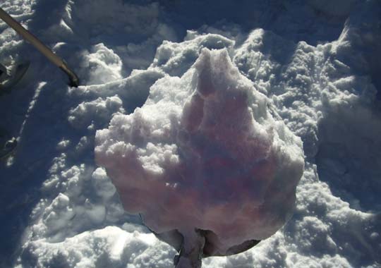 Build your own igloo