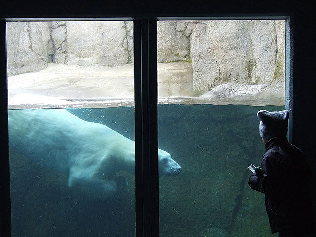 Boy and bear, Oregon Zoo, Portland