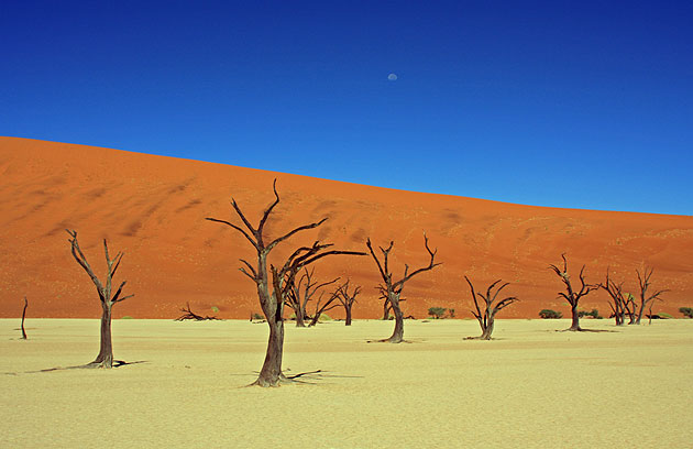 Dead Vlei near Sossusvlei in Namibia