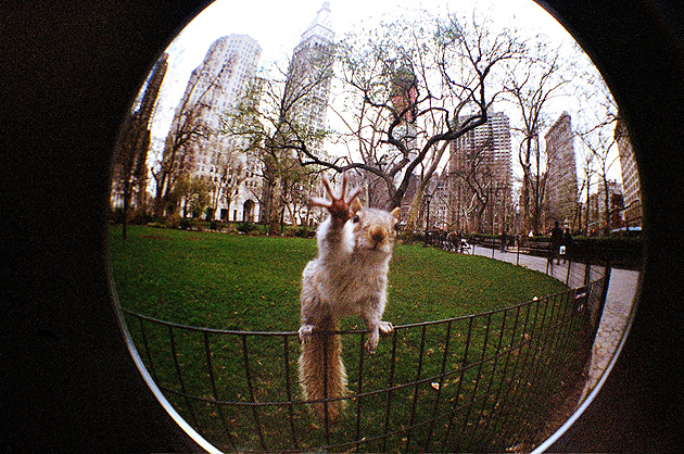 Squirrel, Madison Square Garden