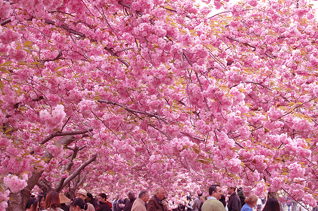 Cherry Blossom Festival, New York