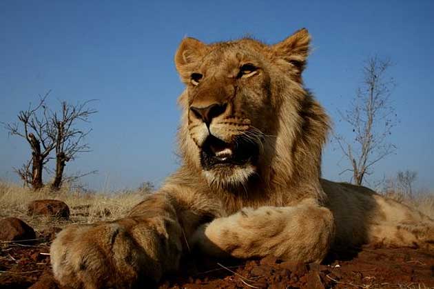 Lion, Zimbabwe