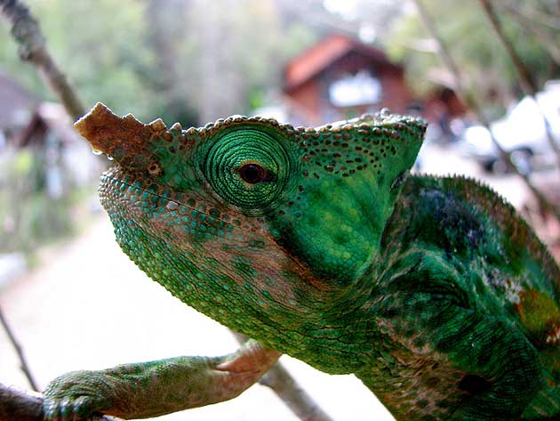 Chameleon, Andringitra national park, Madagascar