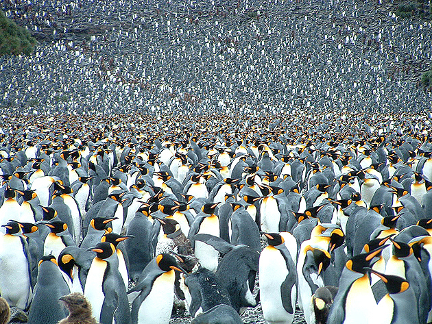 King penguins, Bay of Isles, South Georgia