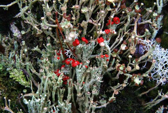 Glen Affric, Scotland
