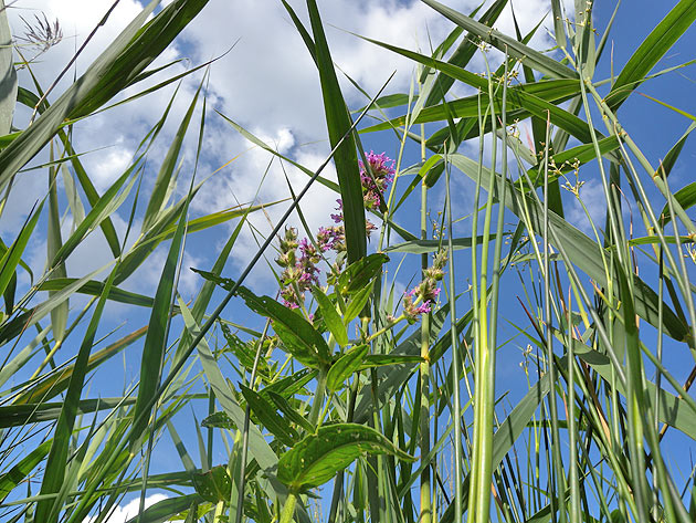 Plants and sky