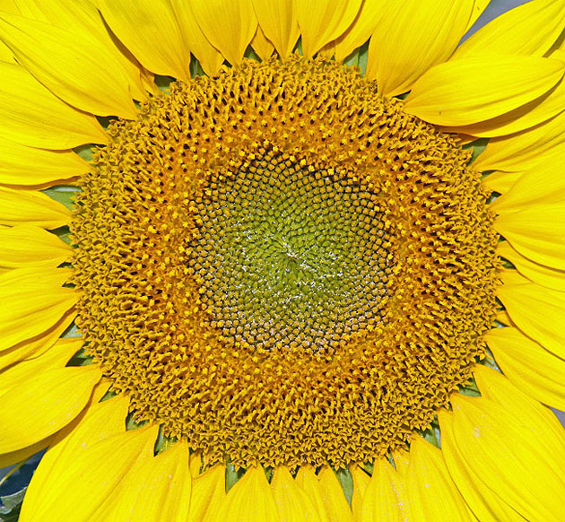 Close up of a sunflower