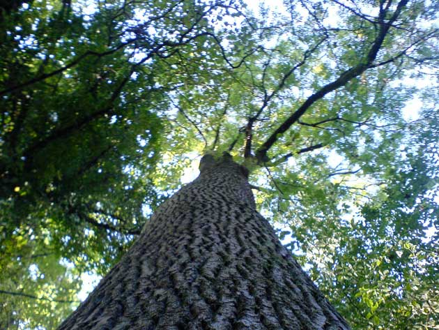 Bryngarw country park, Wales 