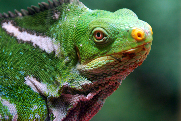 Fijian crested iguana