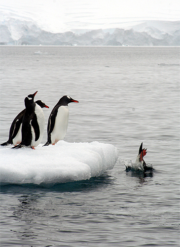 Paradise Bay, Antarctica