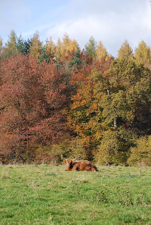 A cow in an autumn field