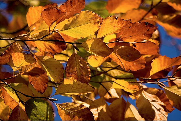 Leaves in Munich