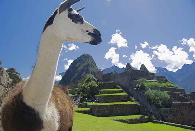 Llama at Machu Picchu