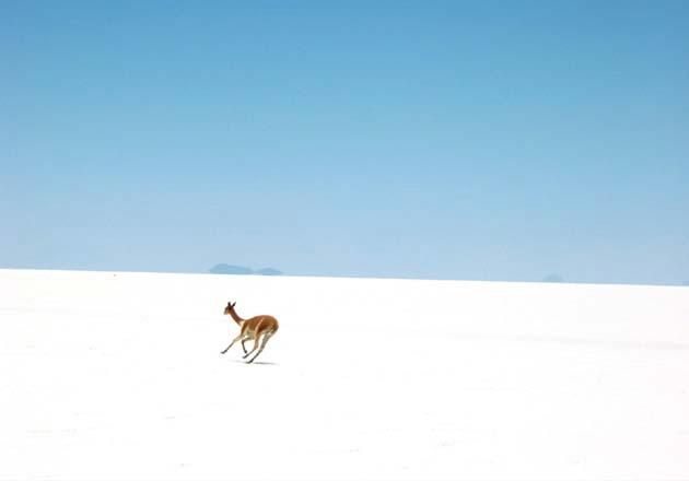 Bolivia: Vicuña