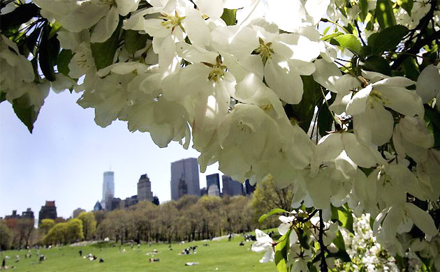 Flowers begin to blossom in Central Park, New York