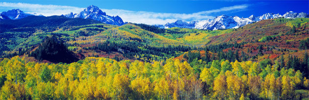 Pine and Aspen trees in Colorado