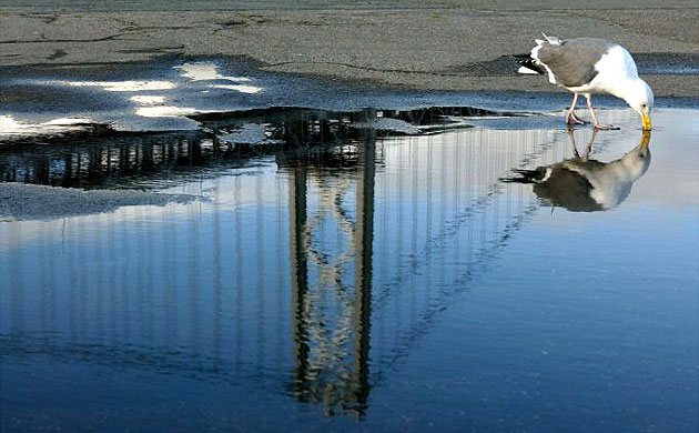 A reflection of the San Francisco Bay Bridge is seen in a puddle as a seagull stops for a drink