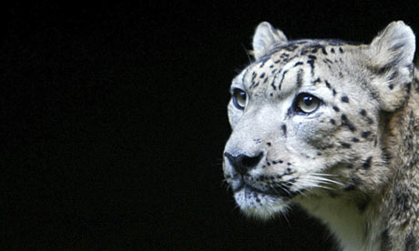 [Image: Endangered-snow-leopard-002.jpg]