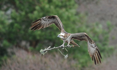 Lady-female-osprey-flying-007.jpg