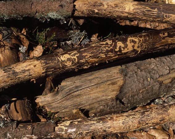 Images from Stuart Franklin's Footprint: Our Landscape in Flux book