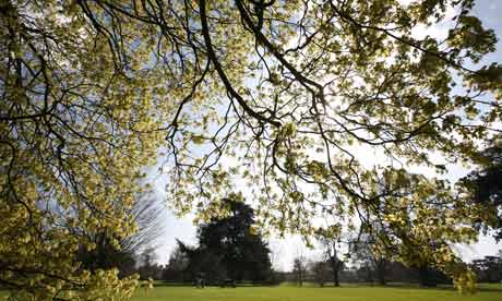 An Italian Maple tree coming into flower at Kew Gardens