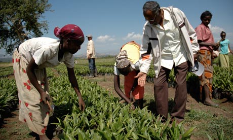 Workers at an 11,000 hectare farm in Bako, Ethiopia, run by the Indian company Karuturi.