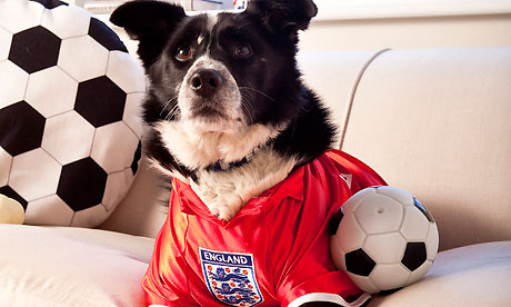 For pokker springvand triathlete Pets at Home: would you buy your dog an England top? | Business |  theguardian.com