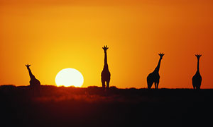 Giraffe-herd-at-sunset-006.jpg