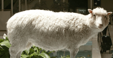Scientist's farewell to first cloned mammal | Science | The Guardian Scientist's farewell to first cloned mammal | Science | The Guardian