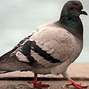 pigeon128.jpg