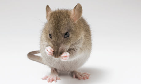 The-rat---not-the-best-tr-001.jpg