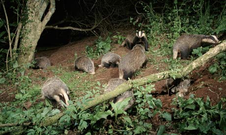 Group Of Badgers 42