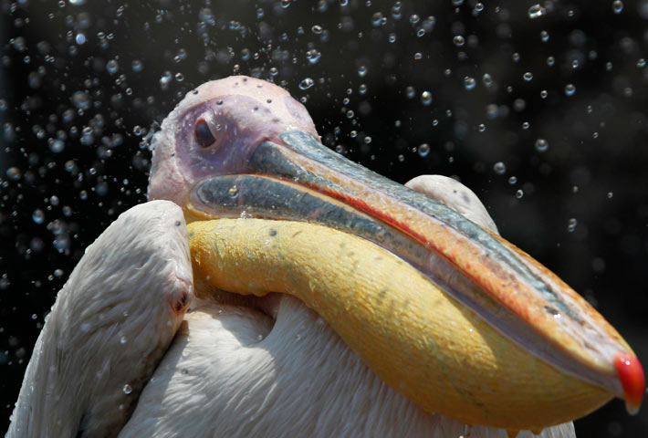 http://static.guim.co.uk/sys-images/Environment/Pix/columnists/2012/6/29/1340981795148/A-pelican--001.jpg