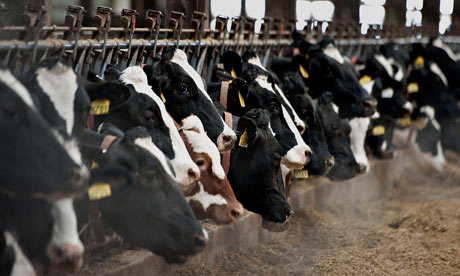 Leo blog on super farms : Dairy cows eat in a barn 