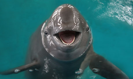 The Finless Porpoise - New Zealand Endangered Species