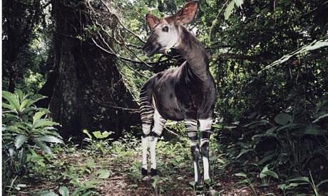 IUCN red list : Male Okapi in Epulu Ituri Rainforest Reserve Democratic Republic of Congo 