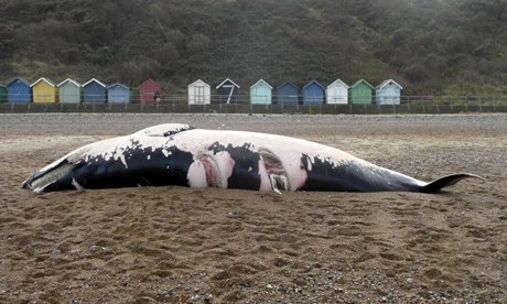 dead Minke Whale washed up on the beach at Cromer, Norfolk