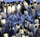 Penguins – Spy in the Huddle TV series : Emperor penguins chicks in huddle in the Antarctica 