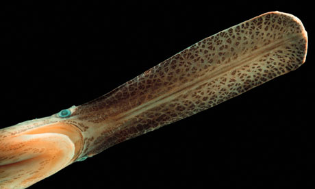 american paddlefish   polyodon spathula  – the